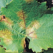 Preparato-omeopatico-contro-le-malattie-delle-piante-Homeoplant