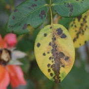 Preparato-omeopatico-contro-le-malattie-delle-piante-Homeoplant