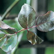 Preparato-omeopatico-contro-le-malattie-delle-piante-Homeoplant