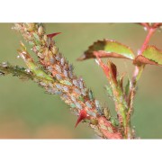 Homeoplant Afidi preparato omeopatico liquido 750ml