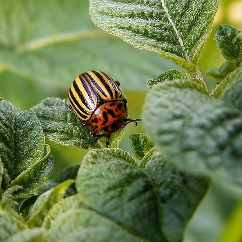 Homeoplant Cocciniglie preparato omeopatico liquido 750ml
