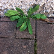 Erbicida totale concentrato Diserbosan 500ml