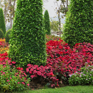 Concime-granulare-per-sempreverdi-siepi-e-conifere-5kg 2