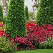 Concime granulare per sempreverdi, siepi e conifere 5kg