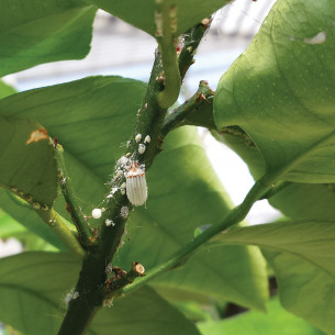 Olio di pino pronto all'uso 500ml Flortis 2