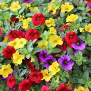 Concime liquido petunie 1150g