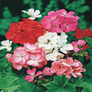 Concime liquido gerani 1150 g Flortis 2