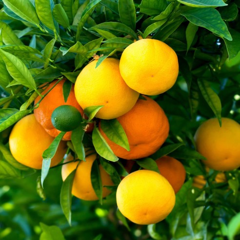 limoni