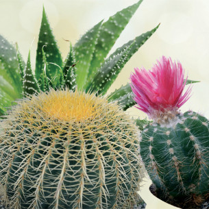 Terriccio per piante grasse 5L Flortis 2