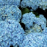 Concime per azalee, ortensie, camelie, gardenie 1150g