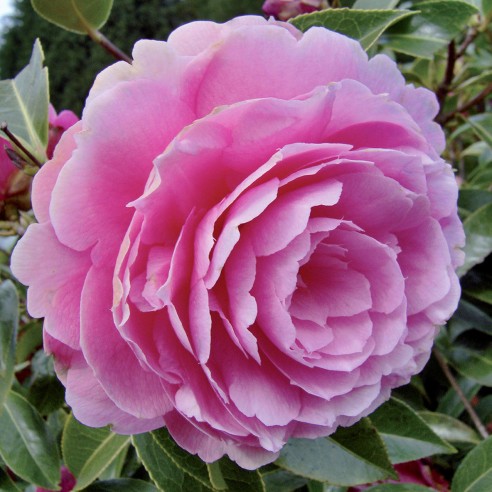 Concime per azalee, ortensie,...