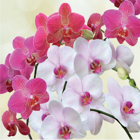 orchidee