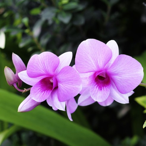 orchidee