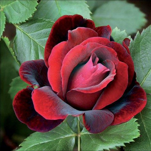 rosa rossa
