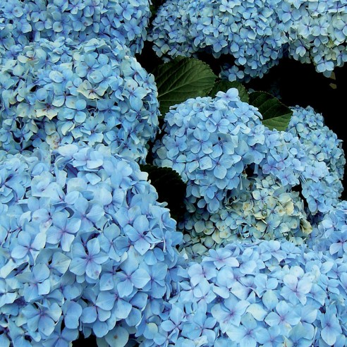 Concime per ortensie 1kg