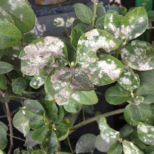 Propolis pronto all'uso 500ml 2