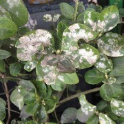 Propolis pronto all'uso 500ml