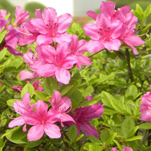 azalea