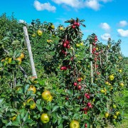 Concime con sangue di bue 1150 g