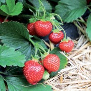 fragole