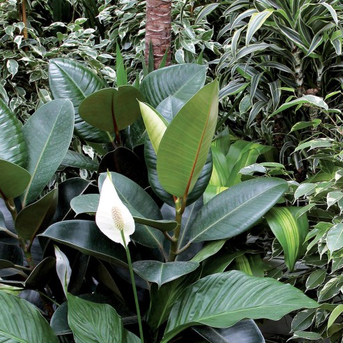 piante verdi