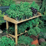 piante aromatiche e orticole