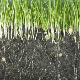 Radicante Bio Hormon Plus 2