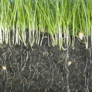 Radicante Bio Hormon Plus