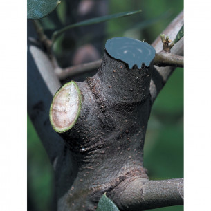 Mastice per ferite e innesti pasta fluida 250g Flortis 2