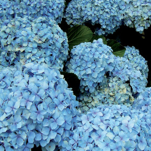 Azzurrante per ortensie concime polvere 1kg 2