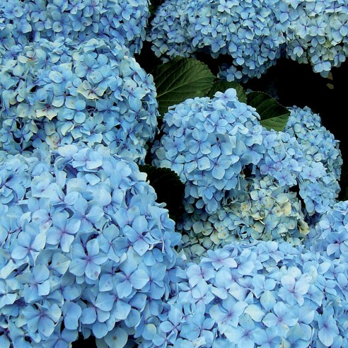 ortensie azzurre