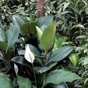 Balsamo lucidante fogliare 400ml Flortis 2