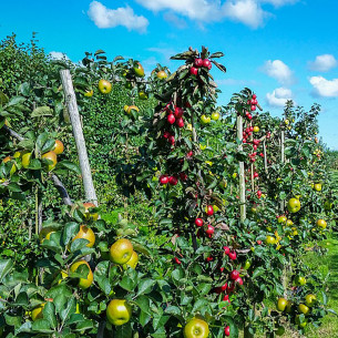 Concime universale 570g Flortis 2