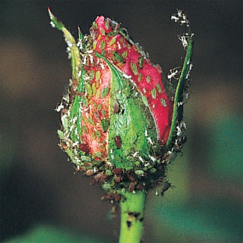 afidi