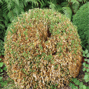 Trappola di monitoraggio per Piralide del bosso 2