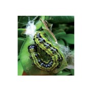 Piralide del bosso larva