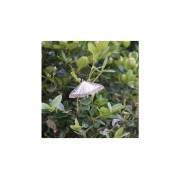 Piralide del bosso farfalla