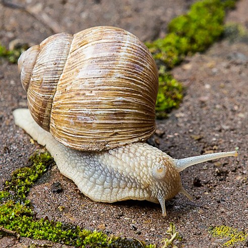 lumaca
