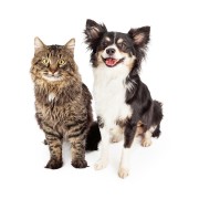 Disabituante cani e gatti 900g