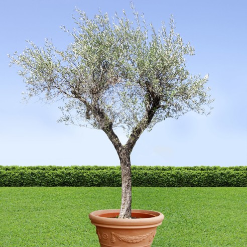 Concime per olivi in pellet 1kg Flortis