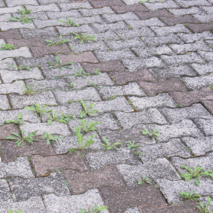 diserbante aceto liquido concentrato 1L 2