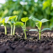 Preparato specifico per favorire la radicazione delle piante 500ml