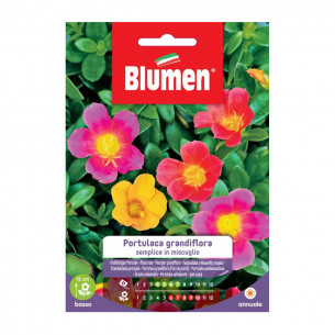 Seme per giardino fiore Portulaca grandiflora semplice Blumen
