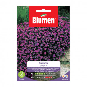 Semi per giardino fiore Aubretia porpora Blumen
