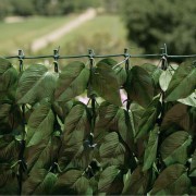 Siepe Verdecor a foglie tipo lauro Verdemax