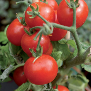 Concime ossicloruro di rame 30% con boro in polvere FLORTIS 2