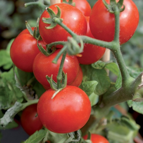 Concime in polvere ossicloruro di rame 30% con boro 1kg