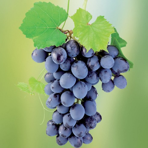 Concime in polvere ossicloruro di rame 30% con boro 1kg