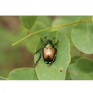 Litotamnio in polvere 1kg 2