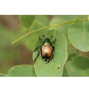 Litotamnio in polvere 1kg alt insetti masticatori